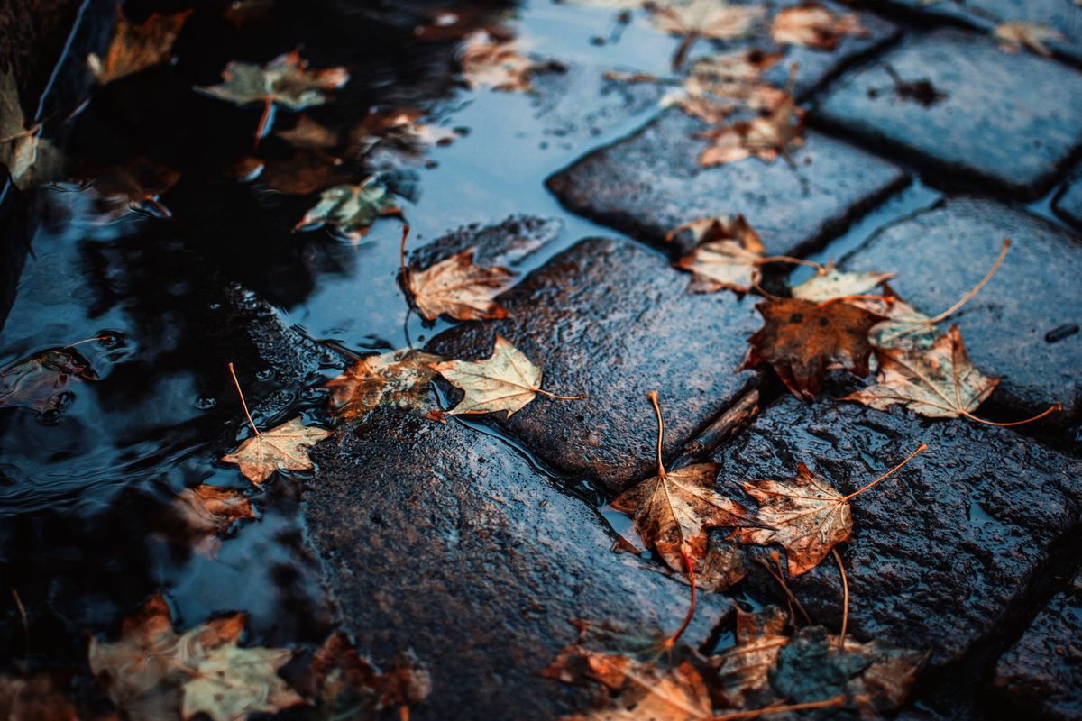 Feuilles mortes dispersées sur des pavés mouillés où l'eau de pluie forme de petites flaques.