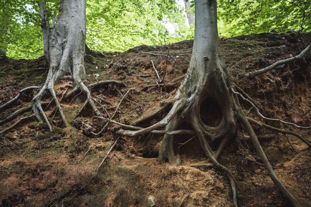 Les racines de deux arbres s'étalent à nu sur un talus de terre brune, sous un feuillage vert.